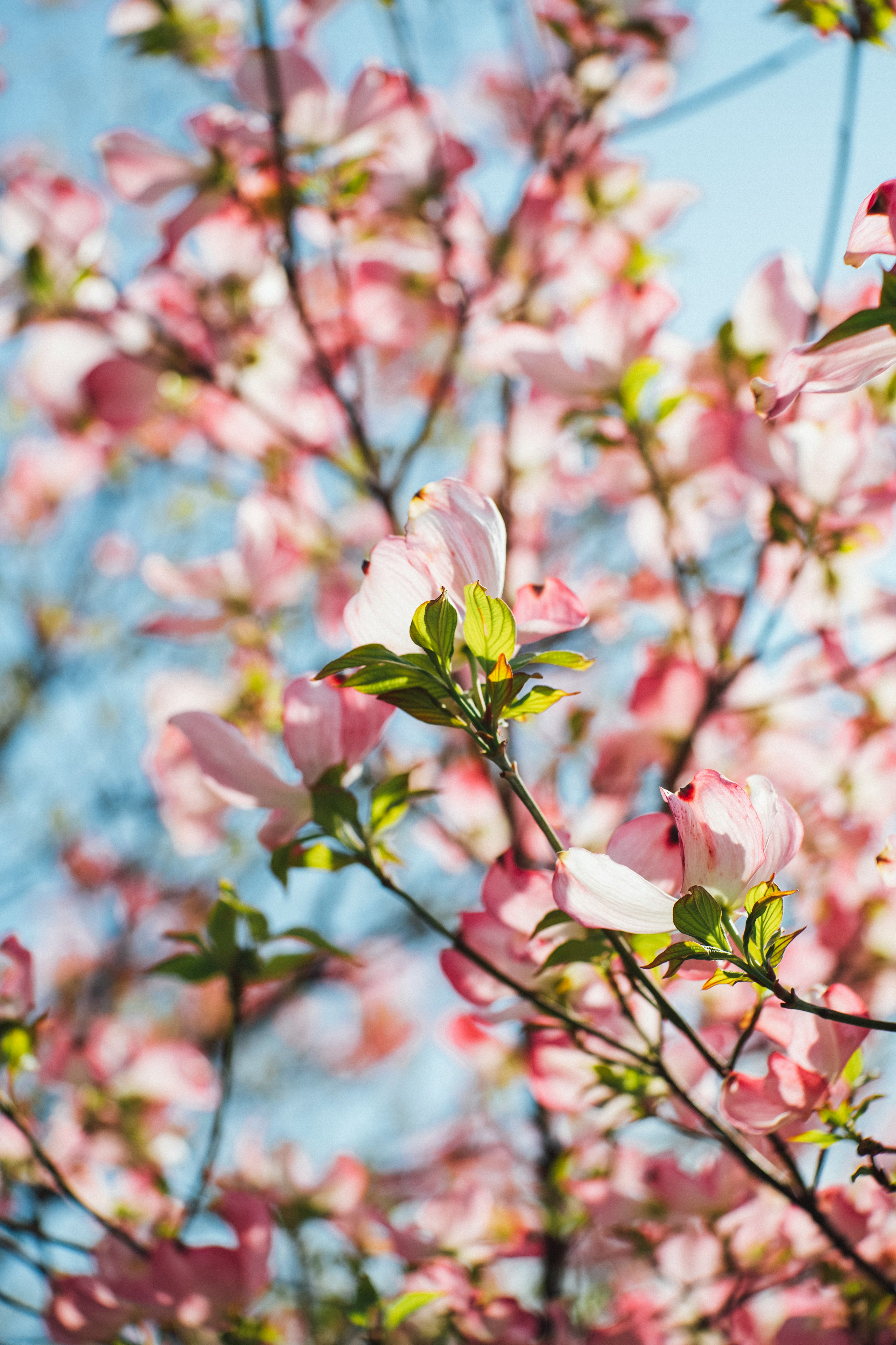 pink petaled flowers